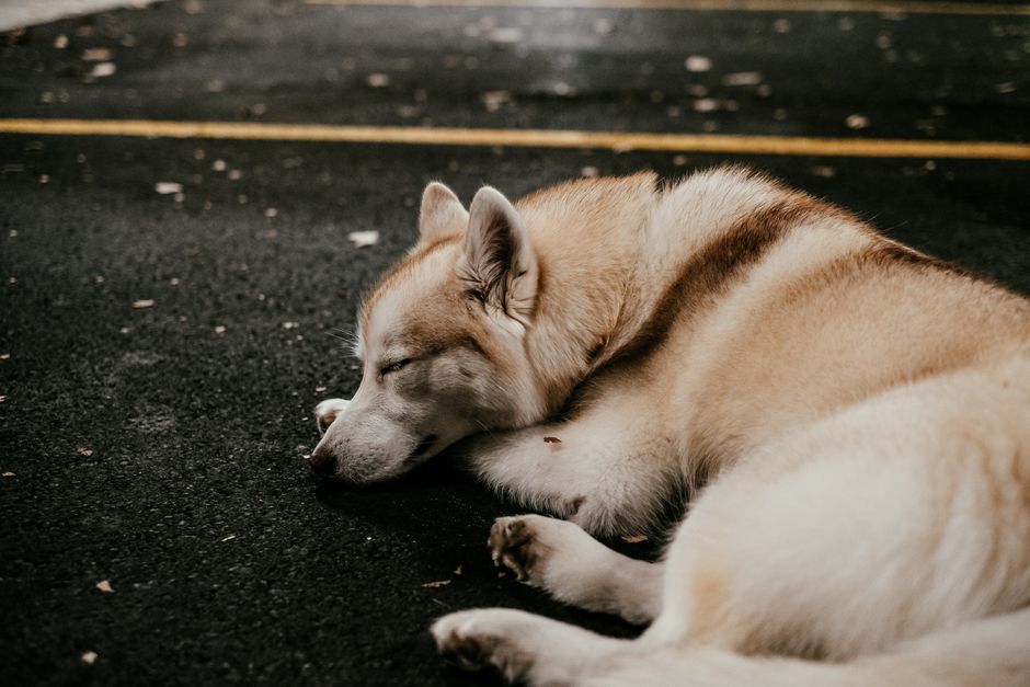 Common Causes of Lethargy in Siberian Huskies