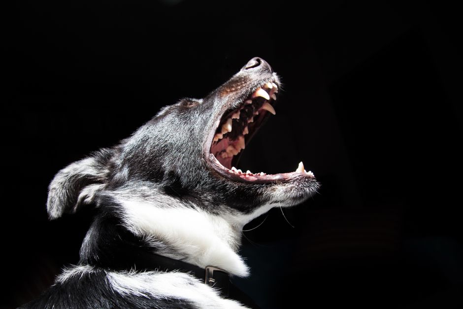Understanding Aggression in Siberian Huskies