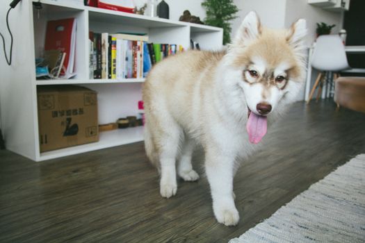 Husky Limping After Running: Causes, Treatment & Prevention