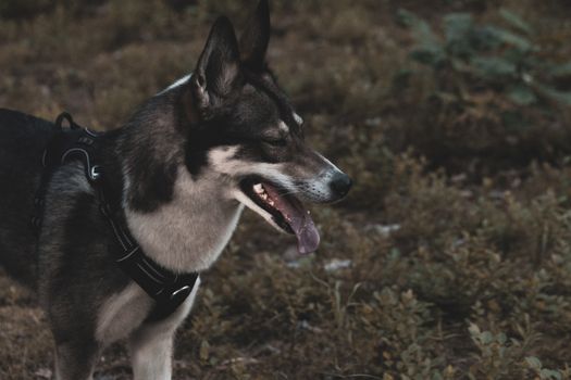 Husky Breathing Problems: Causes, Symptoms & Treatments
