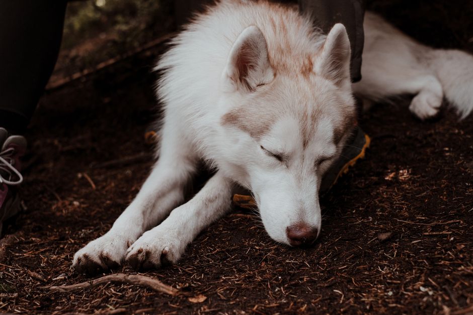 Common Breathing Problems in Siberian Huskies