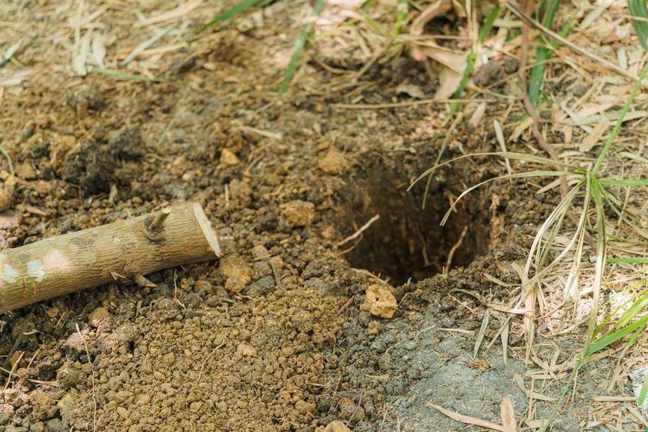 Why Do Huskies Dig?