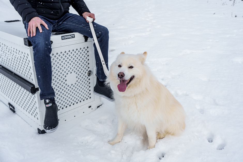 Why Crate Training Works for Huskies