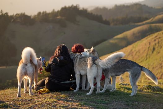 Husky Not Listening? Proven Tips to Get Your Husky to Obey