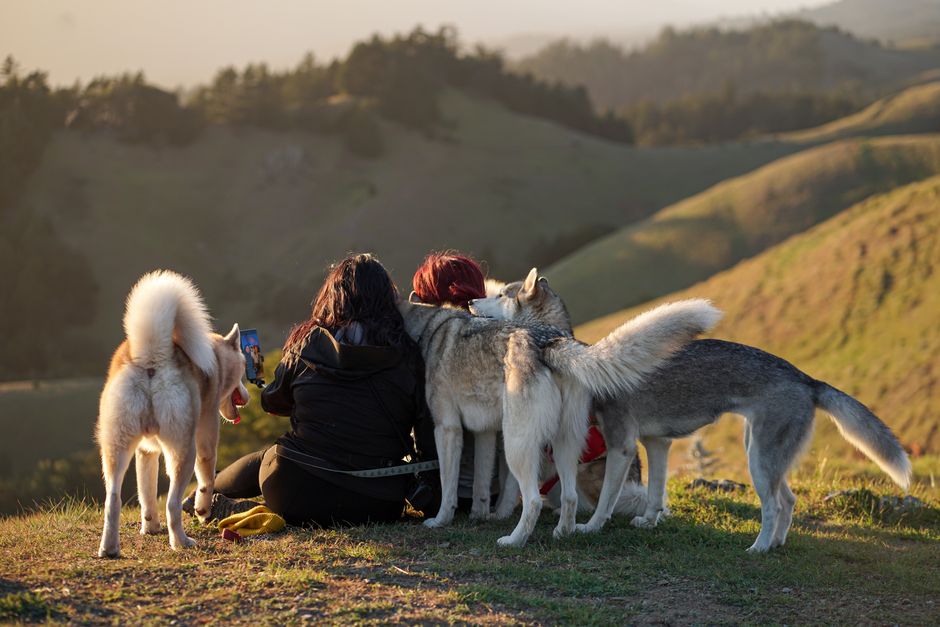 Why Is My Husky Not Listening?