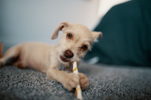 Husky Puppy Chewing: Complete Guide to Stop & Redirect