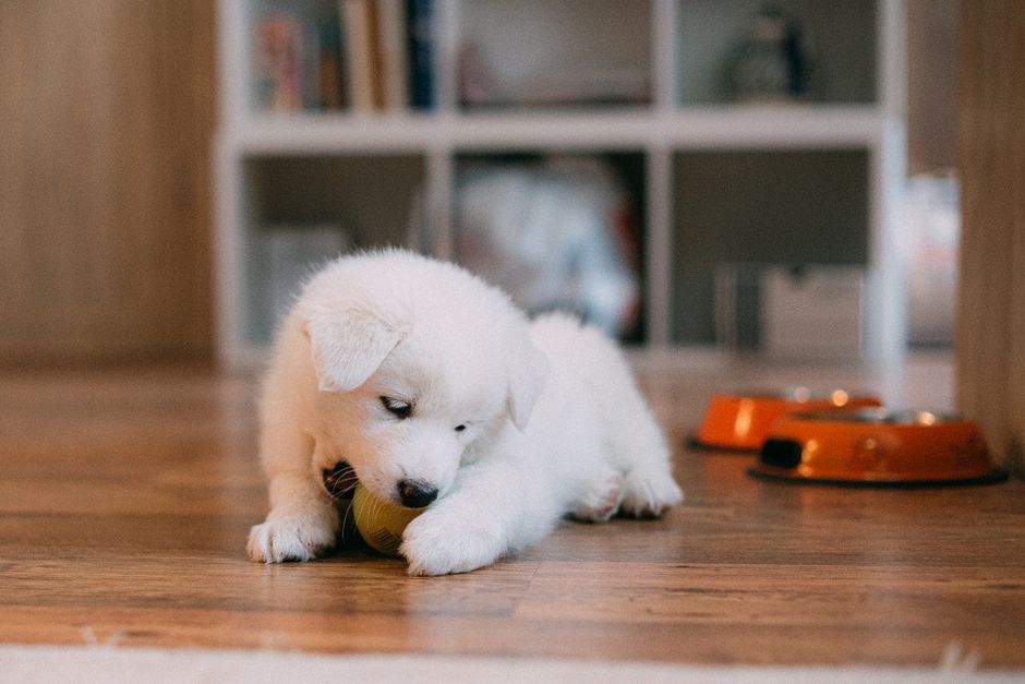 Providing Appropriate Chew Toys