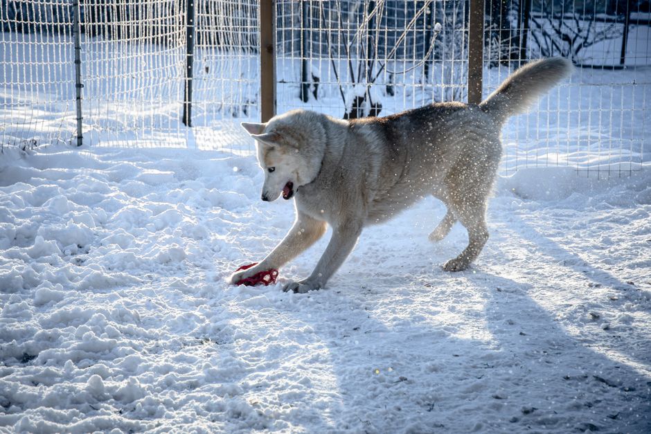 How to Husky-Proof Your Yard