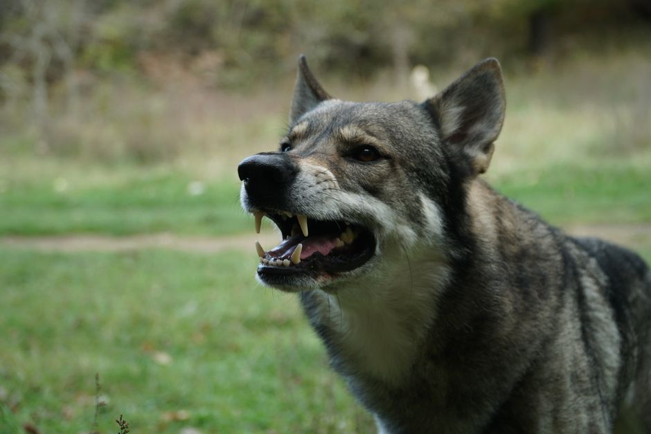 Understanding Why Your Husky Growls at You