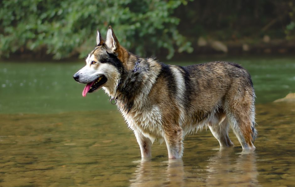 Top 5 Best Wet Foods for Huskies