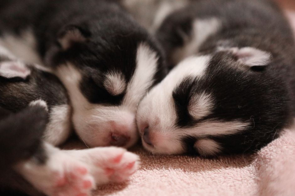 Why Is My Husky Puppy Crying at Night? Understanding the Common Causes