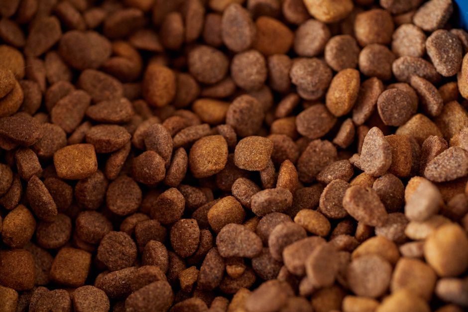 Why Consider Grain-Free Food for Your Husky?