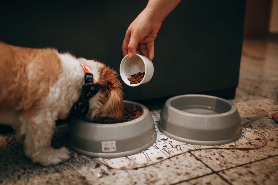 How to Choose the Best Grain-Free Food for Your Husky