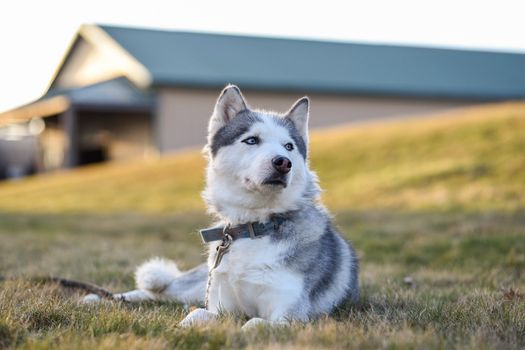 How to Calm a Hyper Husky: Proven Tips