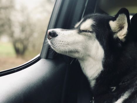 Husky Nose Bleeding: Causes, First Aid & When to See a Vet