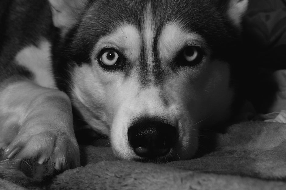 First Aid for a Husky with a Nosebleed
