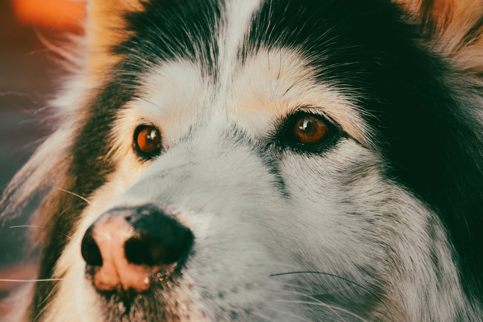 Common Causes of Nose Bleeding in Siberian Huskies