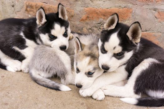 Husky Stomach Bloating: Symptoms, Treatment & Prevention Guide
