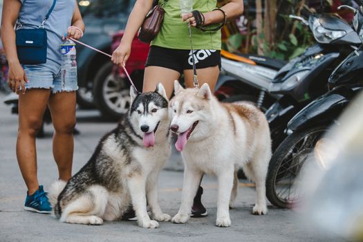 How to Stop Husky Pulling: A Complete Training Guide