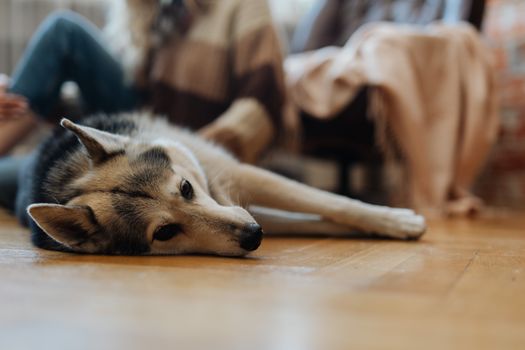 Why Do Huskies Scratch the Floor? Causes & Solutions