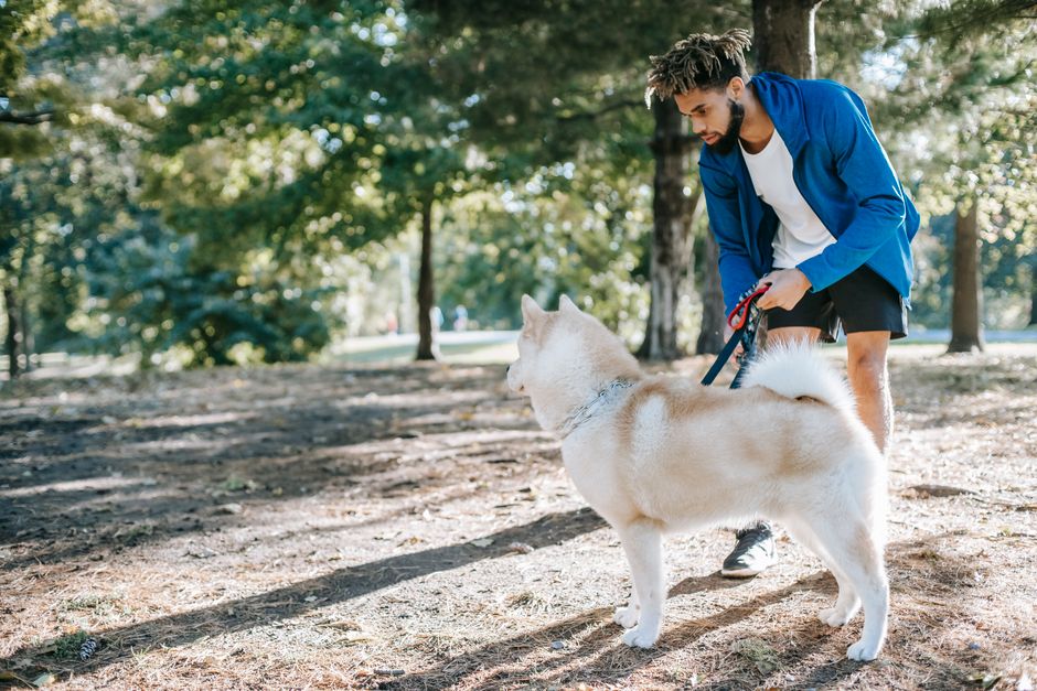 Why Obedience Training is Crucial for Husky Puppies