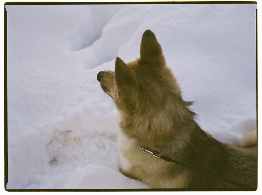 The Instinctive Roots of Food Hiding in Huskies