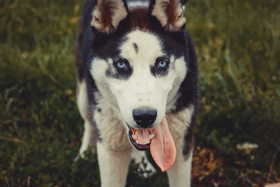 Understanding Kidney Disease in Siberian Huskies