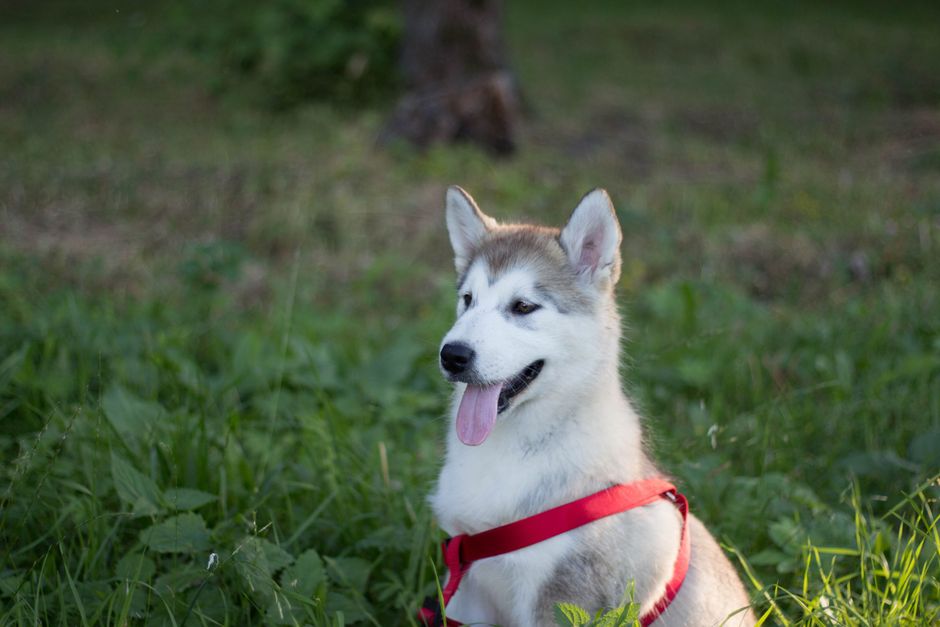Basic Obedience Commands