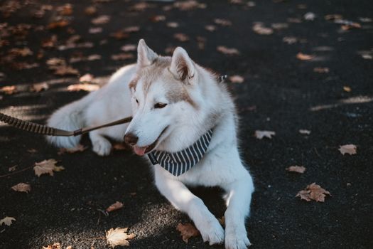 Husky Off Leash Training: The Ultimate Guide to Recall