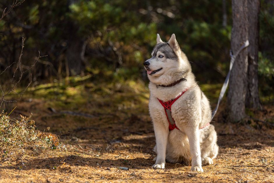 Understanding Your Husky's Instincts