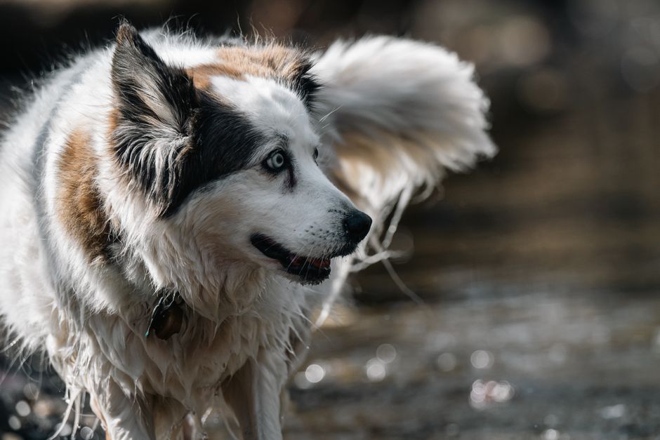 Prerequisites Before Starting Off-Leash Work