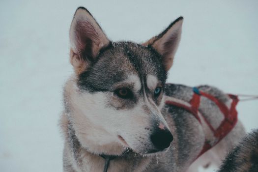 Why Do Huskies Stare at Walls? Causes & Solutions