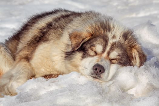 Why Do Huskies Sleep Upside Down? Reasons Explained
