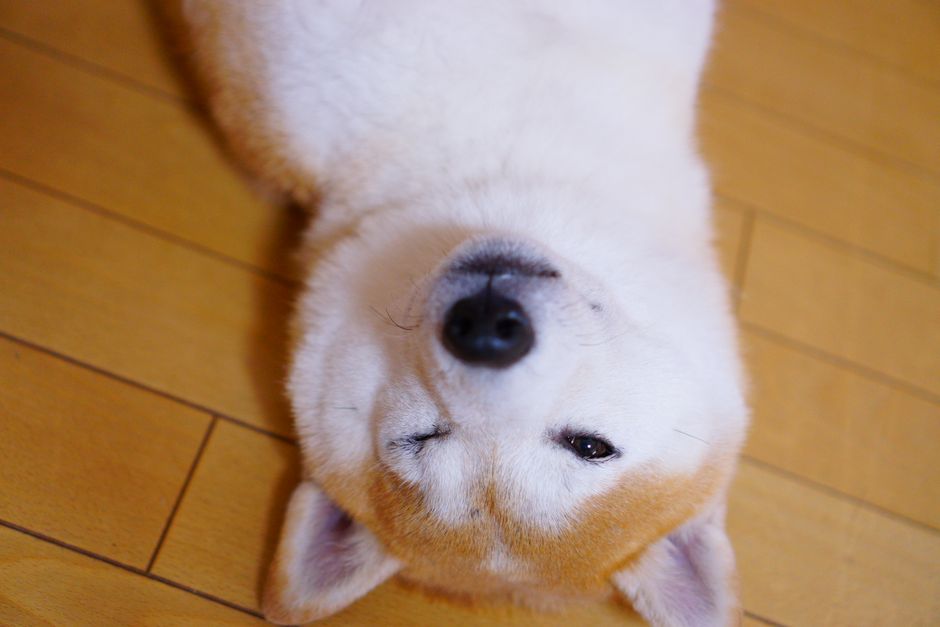 The Upside-Down Sleeping Position Explained