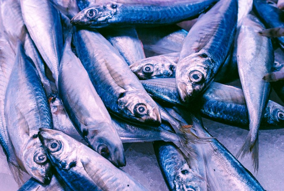 Nutritional Benefits of Fish for Huskies