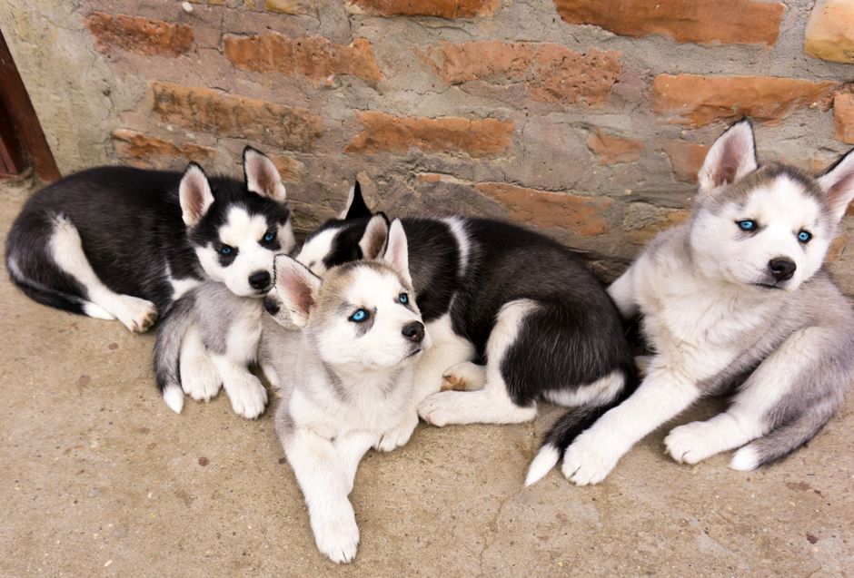 Understanding Husky Behavior: The Foundation of Training
