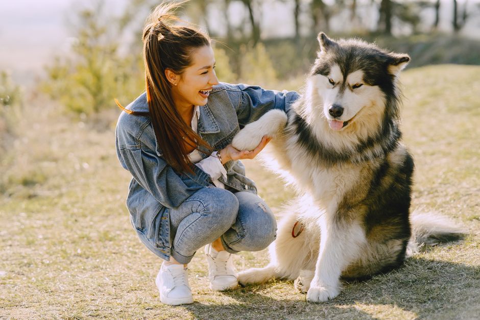Positive Reinforcement: The Key to Husky Obedience