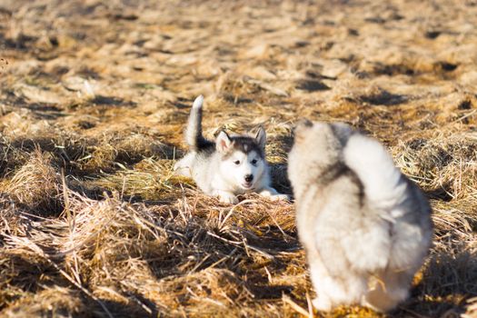 Husky Puppy Zoomies: Complete Guide to Frenetic Energy Bursts
