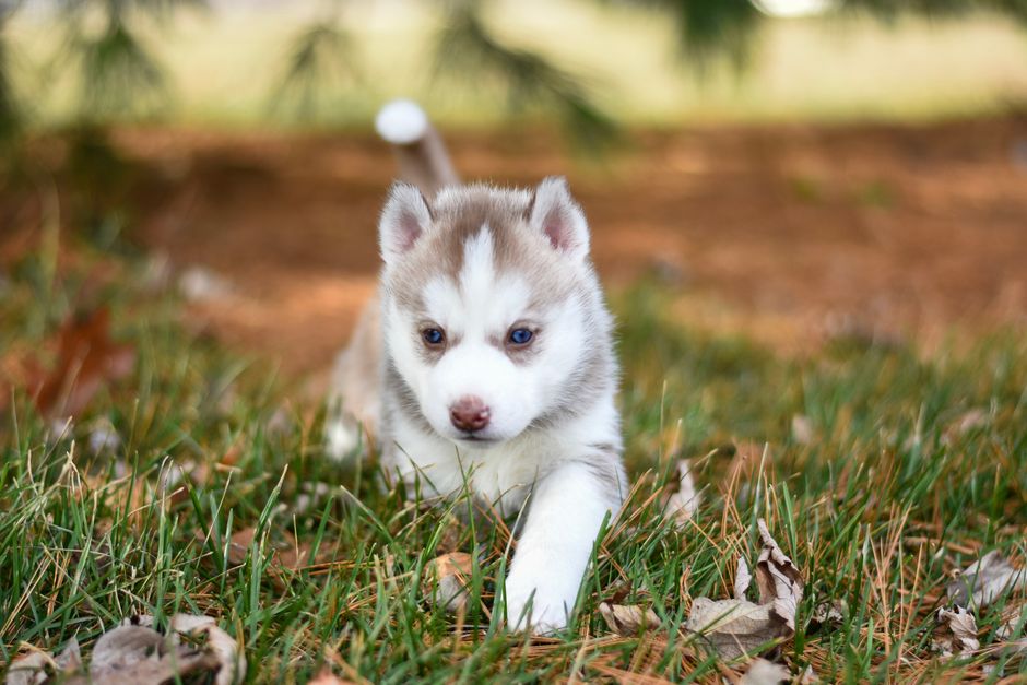 Why Do Huskies Get the Zoomies?