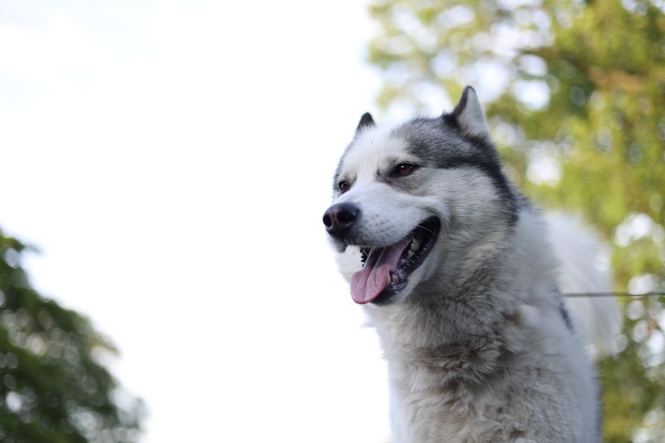 The Husky's Ancestry and Natural Instincts