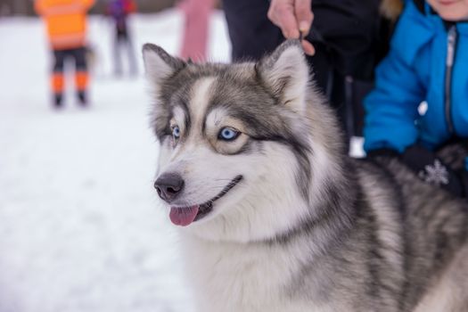 Husky Bad Smell Causes: 8 Common Reasons & Solutions
