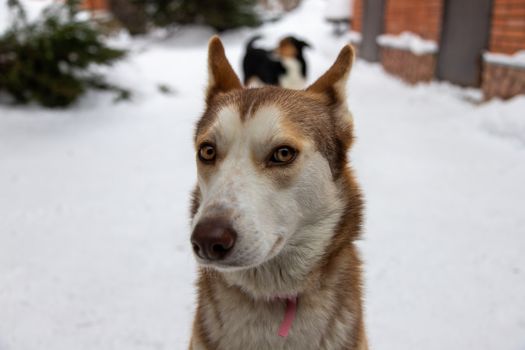 Husky Itchy Ears: Causes, Symptoms, Treatment & Prevention