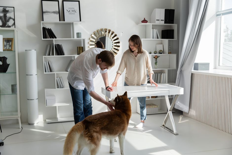 Common Triggers for Mirror Barking