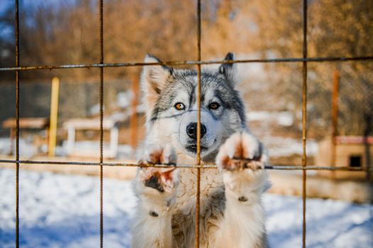 How to Train a Husky Not to Escape: Ultimate Guide