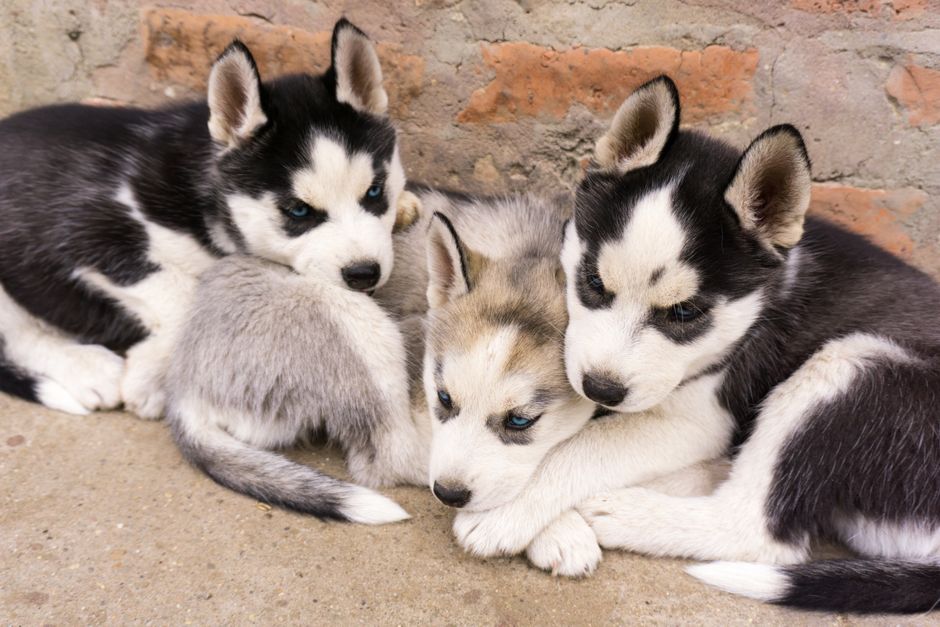 When to Worry: Signs That Require Veterinary Attention