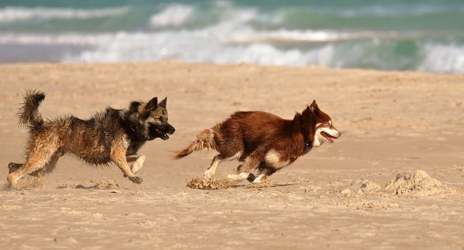 Why Do Huskies Chase Their Tail?