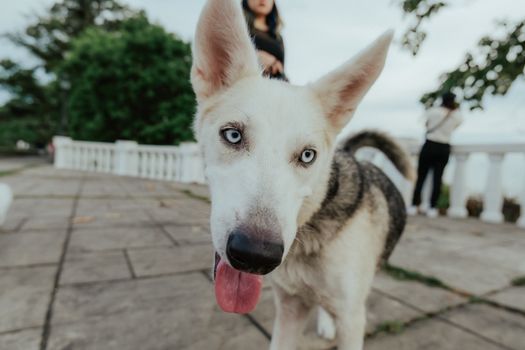 How to Socialize a Husky: Proven Tips & Techniques