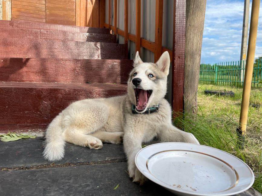 Step-by-Step Guide to Socializing a Husky