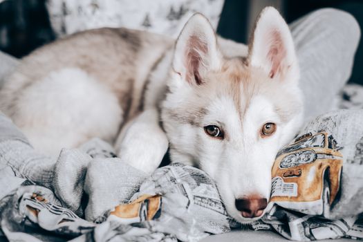 Why Do Huskies Hump Blankets? Causes & Solutions
