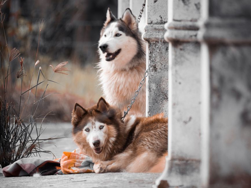 Understanding the Behavior: What is Mounting in Huskies?